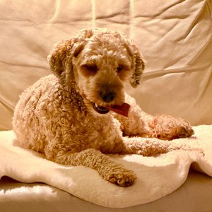 Cover My dog got style